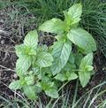 spearmint
